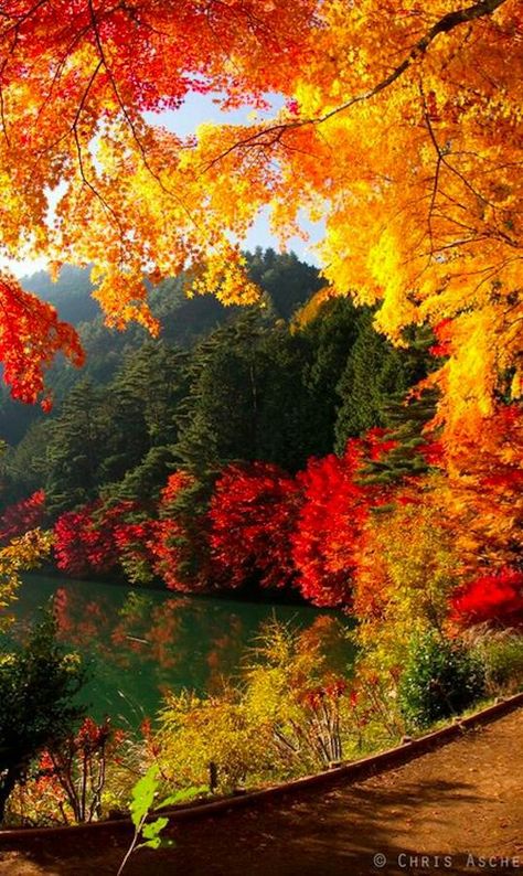 Hermosos colores! Fall Lovers, Autumn Wallpaper, Yamanashi, Japan Tattoo, Autumn Scenes, Okinawa Japan, Autumn Scenery, Autumn Painting, Autumn Beauty