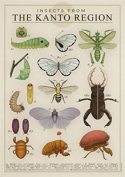 Insects from the Kanto Region by Julio Lacerda | Redbubble Fungi Images, Kanto Region, Pokemon Realistic, Pokemon Poster, Arthropods, Scientific Illustration, Pokemon Art, Fantasy Creatures, Aliens