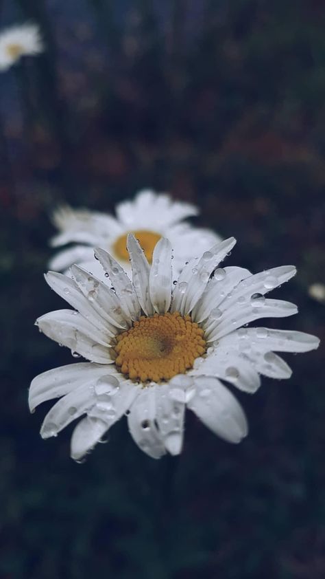 #fleur #flower #daisy #flowerphoyography #poetic #marguerite Daisy Flower Aesthetic, Marguerite Daisy, Moody Florals, White Sunflower, White Chrysanthemum, Sunflowers And Daisies, Flowers Pretty, Daisy Tattoo, Daisy Wallpaper