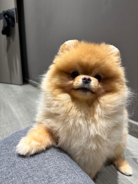 Cute Pomeranian Pomeranian Dog Aesthetic, Pomeranian Wallpaper, Dog Pomeranian, Dog Aesthetic, Pomeranian Dog