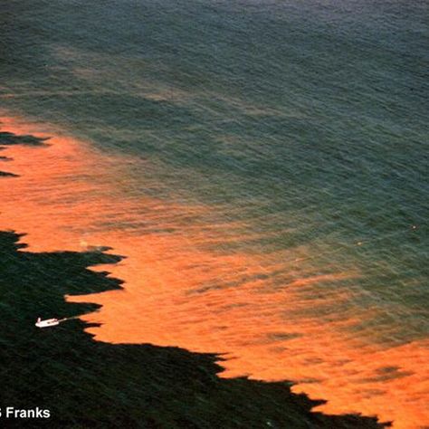 Red Tide, Dead Fish, Marine Mammals, Cool Pictures Of Nature, Natural Phenomena, Gulf Of Mexico, Amazing Nature, Natural Wonders, Nature Pictures