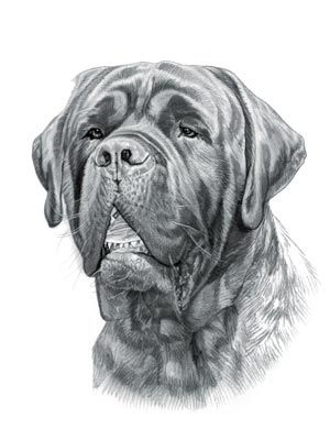 American Mastiff Dog Mastiff Drawing, Steve Tattoo, American Mastiff, British Mastiff, Dog Breeds Chart, Big Dogs Breeds, Biggest Dog In The World, Pet Anime, Biggest Dog