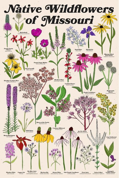 Missouri Wildflowers, Native Plant Landscape, Cardinal Flower, Purple Poppies, Native Plant Gardening, Flower Guide, Native Garden, Black Eyed Susan, Flower Farm