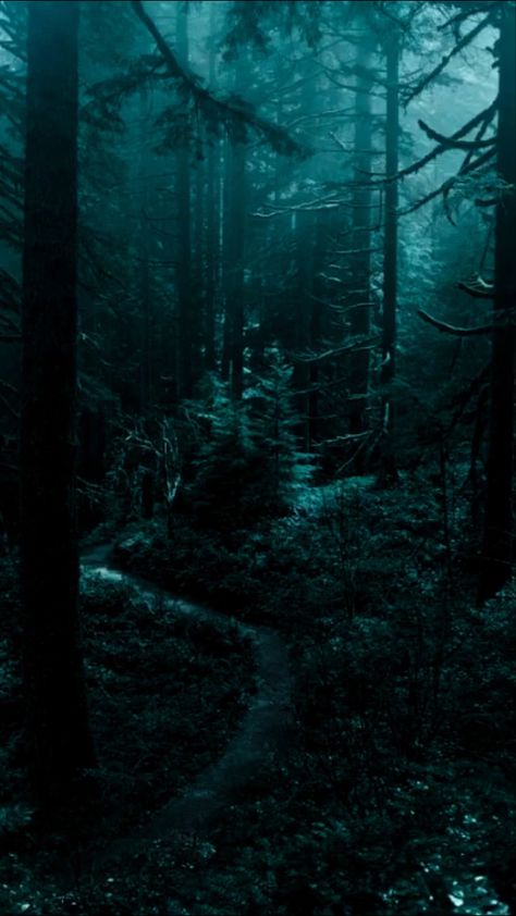 Nature Aesthetic Forest, Woods Dark, Dark Naturalism, Dark Forest Aesthetic, Aesthetic Forest, Dark Cyan, Dark Nature, Dark Green Aesthetic, Slytherin Aesthetic