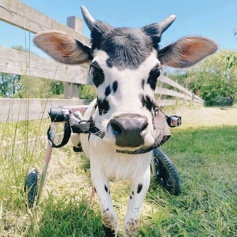 Iowa Farm Sanctuary Cow Sanctuary, Farmer Oc, Sanctuary Animals, Farm Animal Rescue, Animal Rehabilitation, Animal Rescue Ideas, Farm Animal Sanctuary, Iowa Farms, Wildlife Rehabilitation