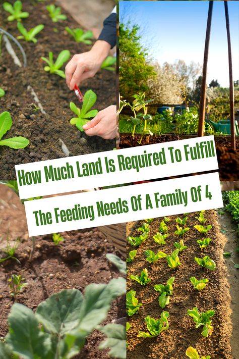 How Much To Plant For Family Of 5, Garden Size For Family Of 5, Garden For Family Of 4, Garden Size Family Of 4, Homesteaders Kitchen, 3 Acre Homestead Layout, How Much To Plant For A Family Of 4, Half Acre Homestead Layout, Homestead Layout 5 Acres