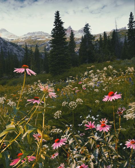 Wildflowers Colorado, Alpine Wildflowers, Pnw Wildflowers, Maine Wildflowers, Alaskan Wildflowers, Wildflower Landscape, Wildflower Fields, Utah Wildflowers, Wildflower Field Painting