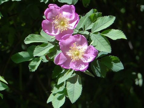 Nootka rose (Rosa nutkana) Nootka Rose, Sam Tattoo, Rose Plant, Floral Alphabet, Perennial Shrubs, Garden Deck, Rose Family, Planting Roses, Deck Garden