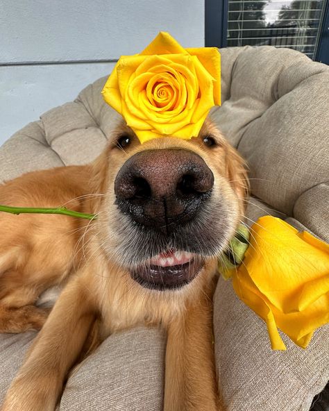 Will you accept this rose? 🌹 #dogsofinstagram #dogsofflorida #dogsoforlando #dogselfie #cutedog Silly Puppy, Aesthetic Dogs, Hamptons Aesthetic, Bulletin Journal, Golden Doodles, Very Cute Dogs, Dog Selfie, Silly Goose, Cute Animals Images