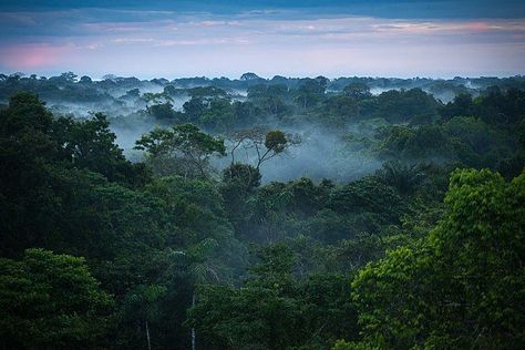 There Are Definitely at Least 14003 Plant Species in the Amazon Rain Forest Amazon Rainforest Trees, Amazon Rainforest Animals, Amazon Deforestation, Rainforest Trees, Amazon Forest, The Amazon Rainforest, Beautiful Forest, Amazon Rainforest, In The Jungle