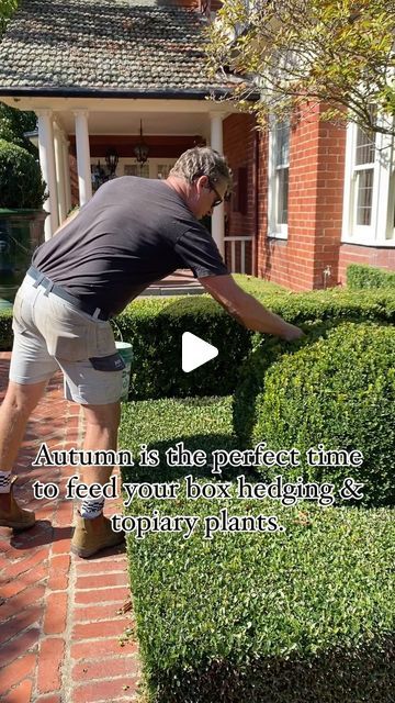 ANDREW STARK on Instagram: "This week I’m throwing heaps of fertilizer around in the gardens…. I’m focusing on feeding box hedging & topiary
The fertilizer will be active immediately and the plants will love one last feed for the growing season and set them up for epic growth in early spring.  #fertilizer #feedingthegarden #plantfood #plantfoods #hedges #gardendesigner #andrewstarkgardens" Boxwood Hedges, Box Hedging, Garden Desig, Boxwood Hedge, Topiary Plants, Be Active, Plant Food, Early Spring, Hedges