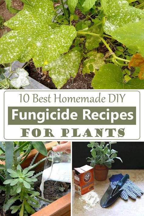 Diy Pesticide For Plants, Home Made Pesticides For Plants, Fungicide For Plants Homemade, Diy Fungicide For Plants, Natural Fungicide For Plants, Homemade Fungicide For Plants, Homemade Pesticide For Plants, Diy Plant Fungicide, Fungicide For Plants