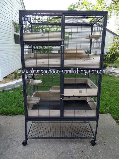 Chinchilla Photoshoot, Small Dog Cage, Pet Rat Cages, Critter Nation Cage, Ferret Toys, Ferrets Care, Diy Guinea Pig Cage, Chinchilla Pet, Chinchilla Cage