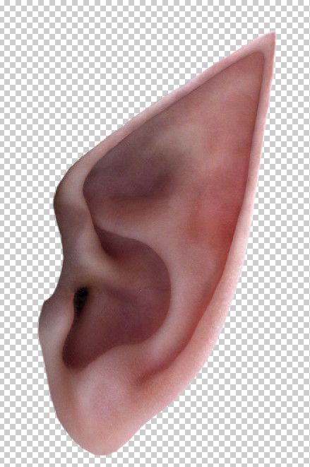 Elf Kulağı, Elf Ear Concept Art, Elf Ears With Piercings Drawing, Elf Ears Front View, Elves Ears, Types Of Elf Ears, Pngs For Edits, Elf Ears Amazon, 헬로키티 배경화면