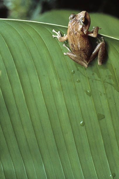 Frog Photos, Coqui Frog, Puerto Rico Tattoo, Tropical Tattoo, Puerto Rico Trip, Textured Skin, Puerto Rico Art, Elephant Tattoo Design, Puerto Rican Pride