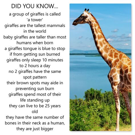 Fun Facts About Giraffes, Giraffe Habitat, Giraffe For Kids, Giraffe Tongue, Giraffe Room, Giraffe Facts, National Geographic Animals, English Homework, Animal Report