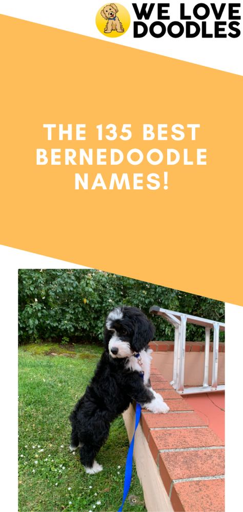 The Bernedoodle, a crossbreed between the doodle and the Bernese Mountain Dog, is one of the most beloved poodle hybrid dog breeds. There’s only one problem: you have all the toys, you’re ready to rear your pup, but what should you name it? Bernadoodle Haircuts, Mini Bernedoodle Full Grown, Bernedoodle Names, Bernese Mountain Dog Poodle, Bernadoodle Puppy, Boy Dog Names, Mini Bernedoodle, Beautiful Dog Breeds, Bernedoodle Puppy