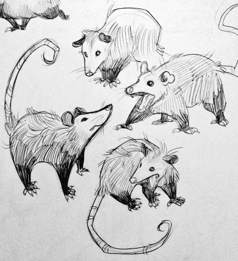 Possum Sketch, Arte Sketchbook, Animal Sketches, Cute Animal Drawings, Sketchbook Art Inspiration, Art Inspiration Drawing, Funky Art, Creature Art, Art Drawings Sketches