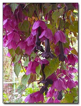 Rhodochiton atrosanguineum, Purple Bells. This plant is a perennial native to Southwest Mexico but it is such a vivacious grower it makes a wonderful annual. It is pictured on the authors trellis who cuts the plant back every year and stores it in her greenhouse for the winter, repotting it each spring. She notes that it is easily grown from seed in cooler weather, or root cuttings in the summer. Hanging Baskets Diy, Fall Perennials, Amaryllis Bulbs, Lily Bulbs, Garden Basket, Fall Bulbs, Plants For Hanging Baskets, How To Attract Hummingbirds, Spring Bulbs