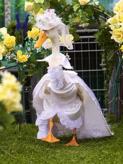 Here's one fashion show guaranteed to quack you up. Ducks take part in a fashion parade with a difference at a Family Show in Sydney, AustraliaPicture: REX FEATURES Goose Clothes, Feather Fashion, Cute Ducklings, Duck Cloth, Family Show, Funny Birds, A Duck, Pet Costumes, Sweet Animals