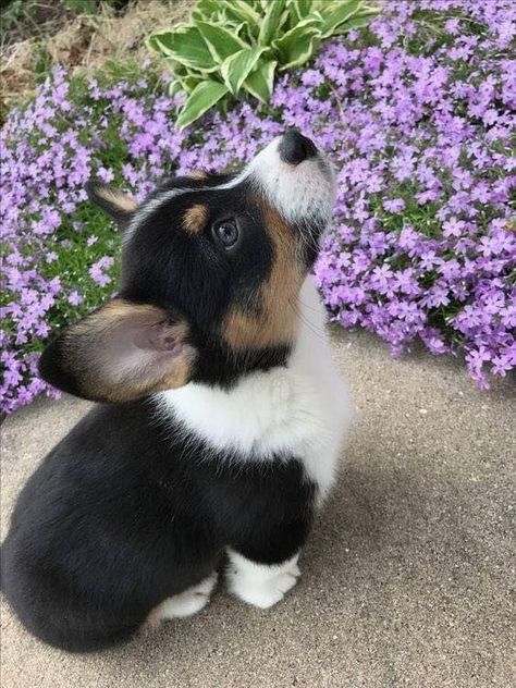 Pinterest Cute Corgi Puppy, Regnul Animal, Pembroke Welsh Corgi Puppies, Welsh Corgi Puppies, Corgi Funny, 강아지 그림, Pretty Dogs, Corgi Puppy, Cute Corgi