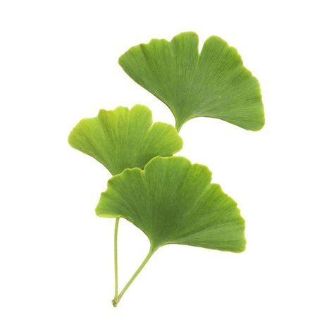 Ginko Biloba, Folk Medicine, Living Fossil, Gingko Leaves, Plant Science, Ginkgo Biloba, Ginkgo Leaf, Leaf Art, Flowers And Leaves