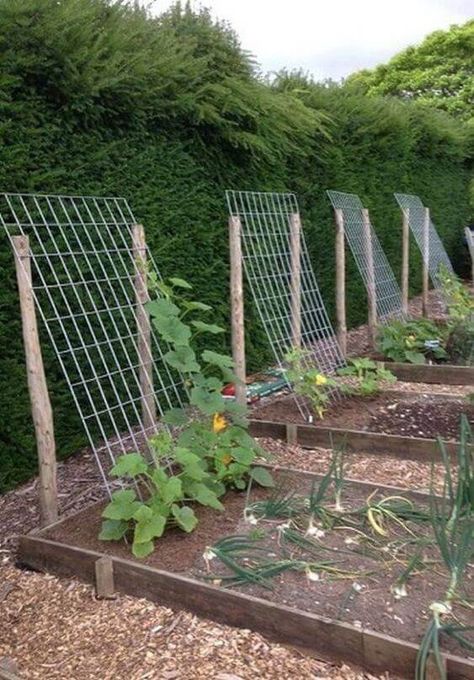 Plantarea Legumelor, Small Vegetable Gardens, Diy Raised Garden, Backyard Vegetable Gardens, Veg Garden, Home Vegetable Garden, Vegetable Garden Design, Garden Yard Ideas, Crafts Paper