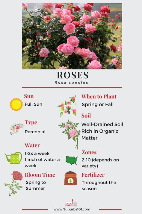 Lazy Gardener's Guide: How to Grow Roses (Infographic) Roses Care Tips Gardening, Pink Roses Garden, Rose Flower Plant, How To Start A Rose Garden, Roses Growing Tips, How To Plant Roses, How To Take Care Of Rose Bushes, Taking Care Of Roses, Roses Growing