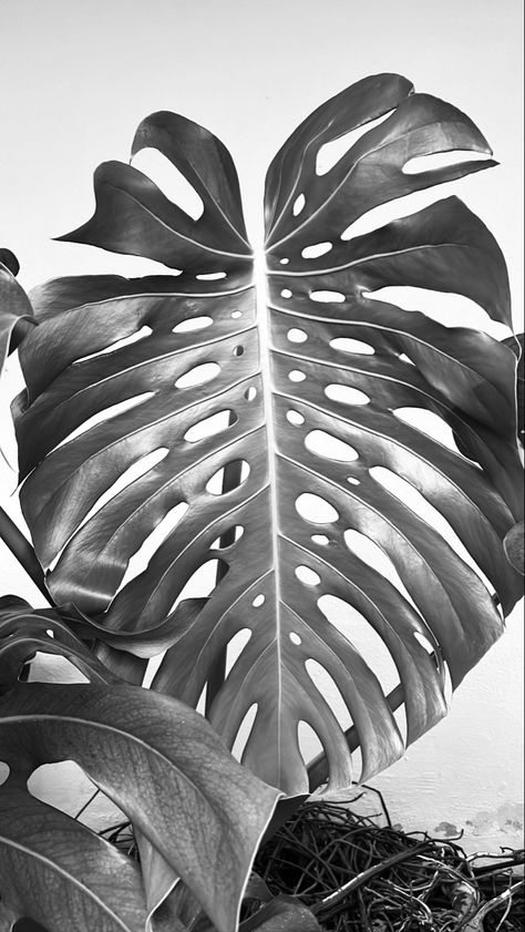 #monstera #monsteraleaf #photography #blackandwhite #wallpaper #background #plant #deliciosa #nature #minimalism #minimalist #iphone Blackandwhite Wallpaper, Leaf Black And White, Motivation Art, Grey Aesthetic, Minimalist Iphone, Gray Aesthetic, Black And White Wallpaper, Monstera Leaf, Cute Backgrounds