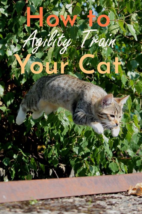 Cat Agility Course, Cat Exercise Ideas, Kittens Care, Cat Health Problems, Cat Exercise, Agility Training, Cat Care Tips, Kitten Care, Toy Ideas