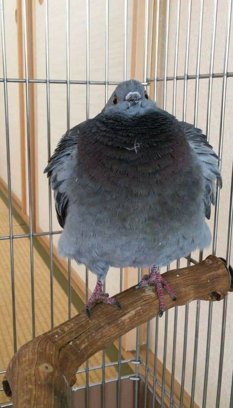 Pet Pigeon, Cute Pigeon, Pigeon Pictures, Animal References, Pretty Animals, Funny Birds, Silly Animals, Cute Wild Animals, Cute Animal Photos