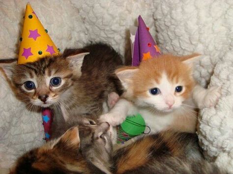 #kittens wearing party hats Happy Birthday Cat, Kitten Party, Bored Dog, Kitten Images, Kitten Birthday, Image Cat, Happy Birthday Fun, Cat Party, Cat Birthday