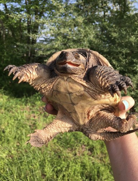 Photo by Heather Hill Cute Snapping Turtle, Pig Nosed Turtle, Common Snapping Turtle, Heather Hills, Alligator Snapping Turtle, Loggerhead Sea Turtle, Snapping Turtle, Turtle Memes Funny, Weird Animals