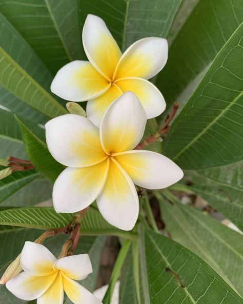 plumeria - frangipani flower Flor Aesthetic, Flores Plumeria, Blue Plumeria, Chocoflan Recipe, Prettiest Flowers, Frangipani Flower, Sacred Lotus, Indian Flowers, Pacific Islander