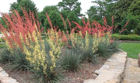 Red Yucca Plant, Red Yucca, Drought Tolerant Shrubs, Natural Landscaping, Yucca Plant, Rock Garden Plants, Drought Tolerant Landscape, Oklahoma State University, Drought Tolerant Plants