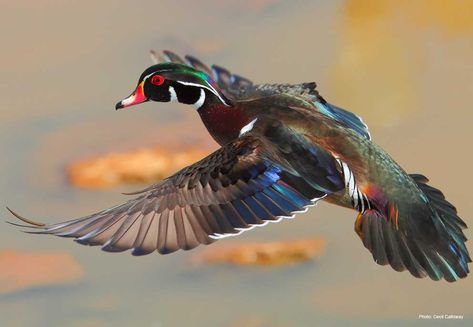 Wood Duck | Types of Ducks & Geese Duck Hunting Decals, Hunting Drawings, Waterfowl Taxidermy, Duck Mount, Types Of Ducks, Whitetail Deer Pictures, Duck Species, North American Animals, Duck Pictures