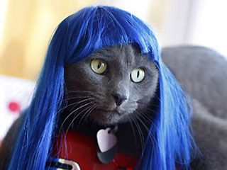 Cat with blue wig Blue Wig, Rave Party, Club Kids, Russian Blue, Pet Costumes, Cats Meow, Cat Owners, Animal Photo, Crazy Cat Lady