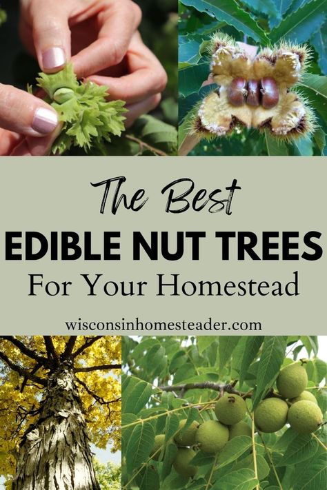 If you’re looking to add a food source to your homestead that will produce year after year, adding edible nut trees can be a great option. In this post, I talk with a propagator from Johnson’s Nursery who offers lots of valuable insight on which edible nut trees to plant, what to avoid, and how to forage. Nut Trees, Wild Food Foraging, Best Edibles, Tree Nuts, Wild Food, Edible Plants, Food Source, Garden Trees, Kitchen Garden