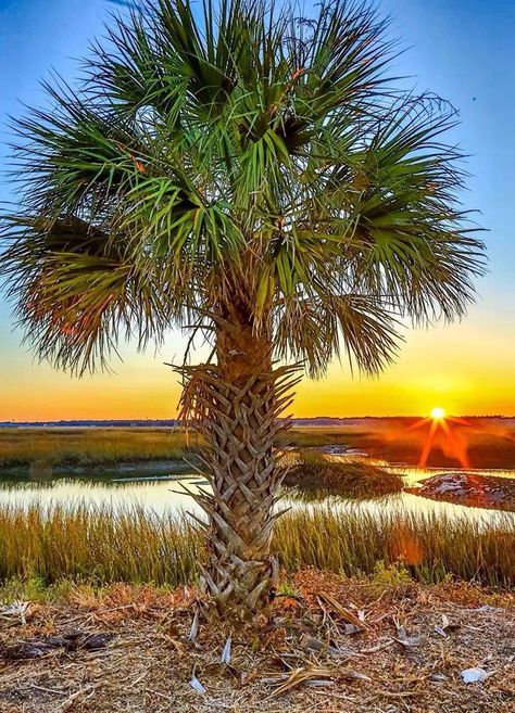 Florida Scenery, Florida Artwork, Sabal Palm, Florida Palm Trees, Palmetto Tree, Palmetto Moon, Florida Art, Beaufort Sc, Coastal Carolina