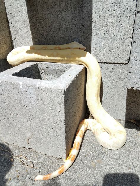 Albino boa constrictor Boa Constrictor, Animals