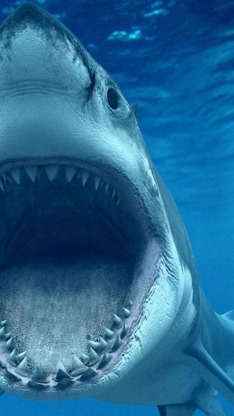 Yikes! Deadly Animals, Underwater Life, White Sharks, Great White Shark, Ocean Creatures, Ocean Animals, Sea World, Animals Of The World, Animal Planet