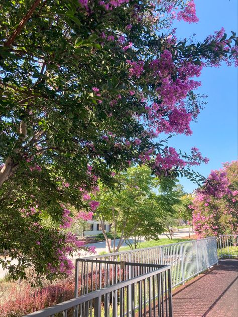 Spring flowers • spring at CMC • college dorms • college life • after class • Claremont Mckenna College • Claremont Colleges • college in LA • pink flowers • spring Claremont Colleges, Claremont Mckenna College, College Dorms, Flowers Spring, College Life, College Dorm, Spring Flowers, Pink Flowers, University