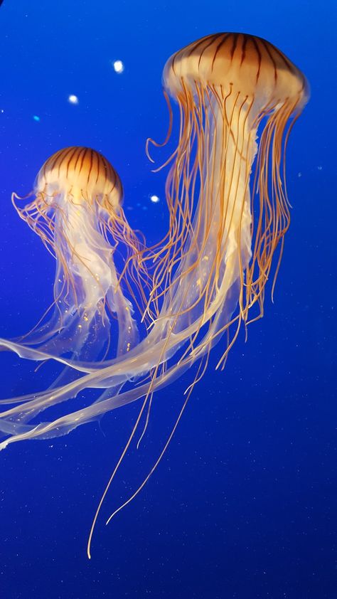 shallow focus photography of two brown jellyfish photo – Free Image on Unsplash Complementary Colors Examples, Jellyfish Quotes, Jellyfish Images, Jellyfish Photo, Jellyfish Lantern, Jellyfish Jewelry, Jellyfish Pictures, Jellyfish Costume, Jellyfish Illustration