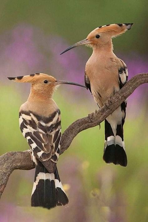 Pin by Miguel Gosálvez Mariño MGMoso on Mundo animal - Animal world | Pet birds, South african birds, Nature birds Hoopoe Bird, South African Birds, Rare Birds, Funny Birds, Nature Birds, Exotic Birds, Pretty Birds, African Animals, Bird Photo