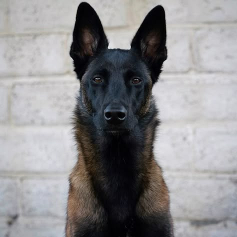 14 Amazing Facts About Belgian Malinois | PetPress Malinois Shepherd, Belgian Malinois Puppies, Belgium Malinois, Malinois Puppies, Belgian Malinois Dog, Dutch Shepherd, Malinois Dog, Belgian Shepherd, Bad Behavior