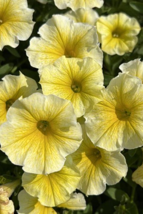 SUPERTUNIA® SAFFRON FINCH™ Petunia Yellow Petunias, Petunia Plant, Hummingbird Flowers, Container Design, Attract Butterflies, Vibrant Flower, Shades Of Yellow, Types Of Plants, Yellow Color