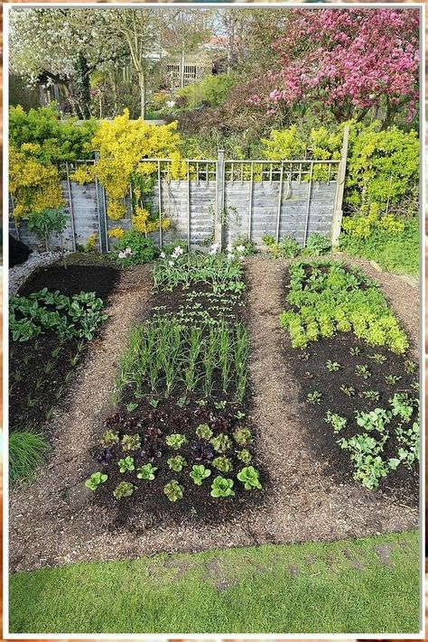 No Dig Garden Design, Small In Ground Garden, No Dig Vegetable Garden, Vegetable Garden In Ground, No Dig Garden Layout, Small Veg Garden, No Dig Gardening, Veg Garden Layout, In Ground Vegetable Garden