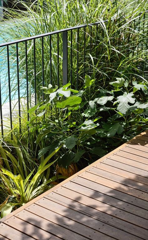 Pool Fencing Landscaping, Fence Around Pool, Aluminum Pool Fence, Garden Railings, Pool Pavilion, Swimming Pool Decks, Railings Outdoor, Pool Landscape Design, Double Height