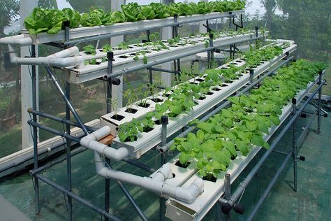 hobby hydroponics Homemade Hydroponic System, Homemade Hydroponics, Home Hydroponics, Plants Tips, Hydroponic Garden, Hydroponic Farming, Hydroponics Diy, Hydroponic Growing, Tower Garden