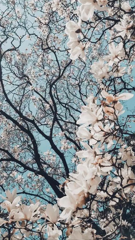 White flowers - Imgur Trees, Wallpapers, Flowers, Blue, White